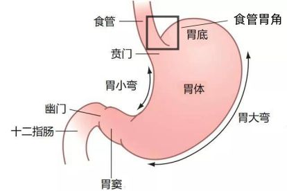 胃his角解剖图