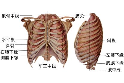 从胸膜与肺的解剖图来看