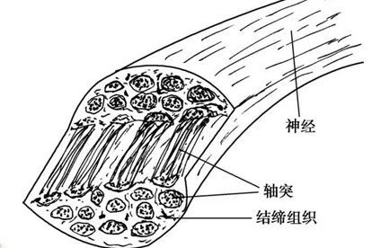 一根神经的构成结构图图片