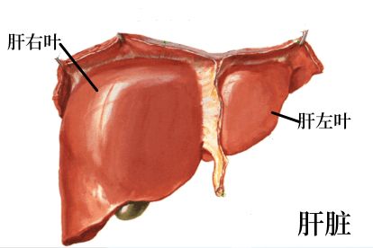 肝脏的形状图片图片