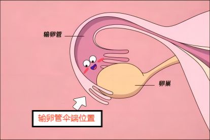 输卵管组织结构示意图图片