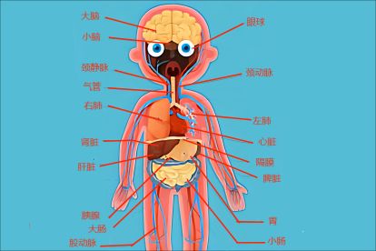 新生兒身體器官結構包括多種器官,比如大腦,小腦,頸靜脈等.