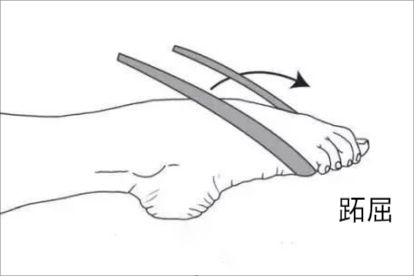踝关节屈伸活动图解图片