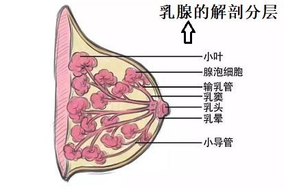 乳腺的解剖分层图片