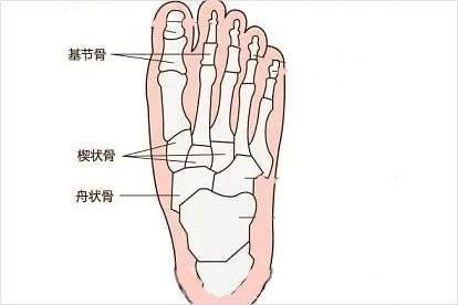 外侧楔骨图片